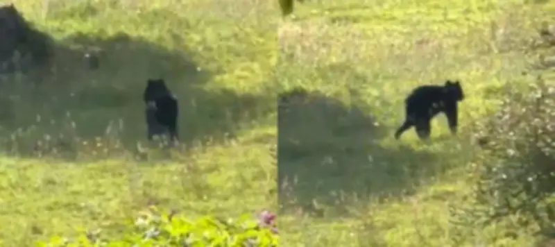 Oso andino joven avistado cerca de La Calera: autoridades piden no intervenir