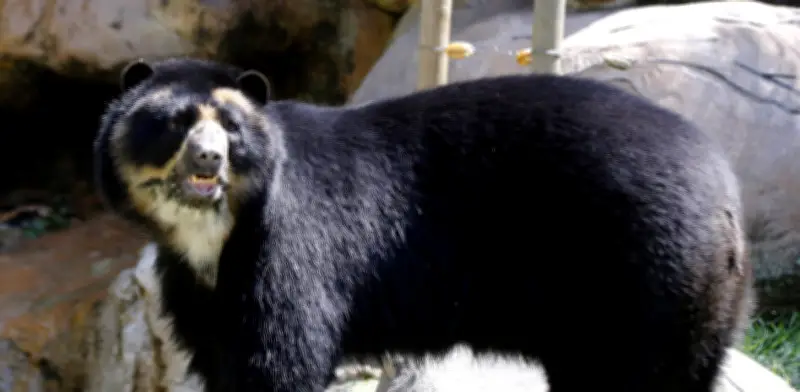 Oso de anteojos avistado en La Calera: autoridades emiten guía de protección