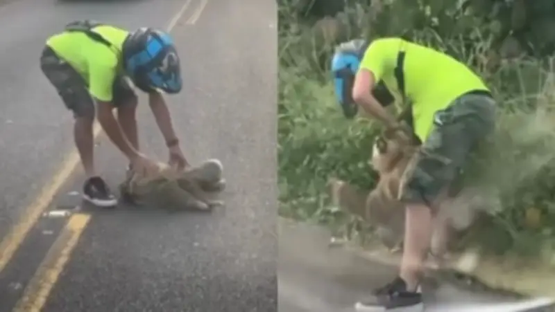 Oso perezoso ataca a motociclista que intentaba rescatarlo en carretera colombiana