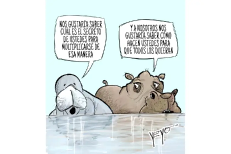 Otro manatí muerto en Barrancabermeja: indignación y alerta ambiental