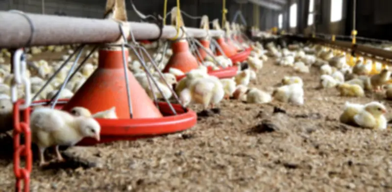 Paro por avalúos catastrales amenaza con desabastecimiento de pollo y huevo en Colombia