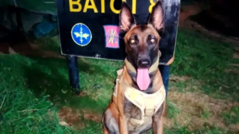 Pastor belga del Ejército recorre 28 km en Catatumbo para reencontrarse con su guía