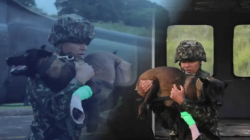 Perrita militar Candy es rescatada en helicóptero tras mordedura de serpiente en Tolima