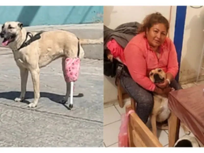 Perrita recupera movilidad con prótesis casera creada por su familia ante costos elevados