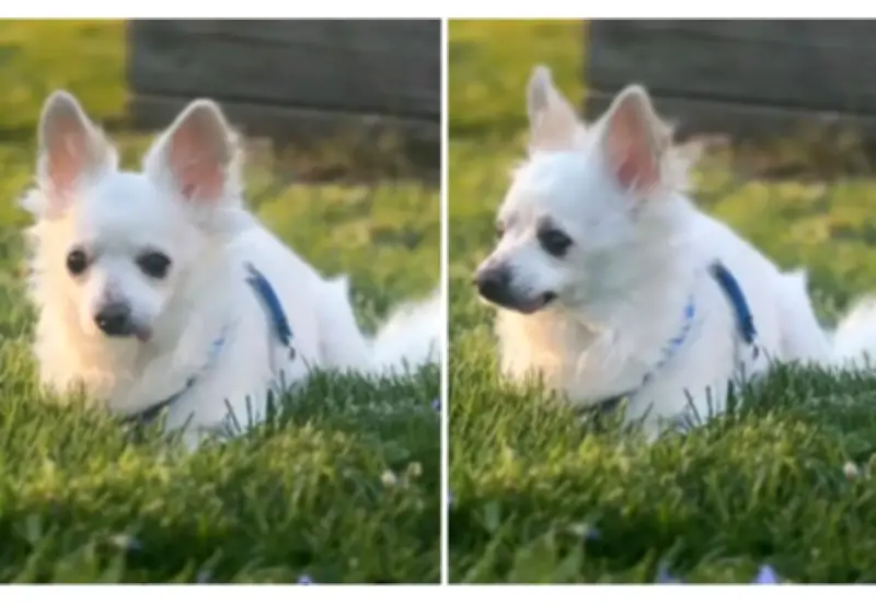 Perro anciano salvado de eutanasia encuentra nueva familia