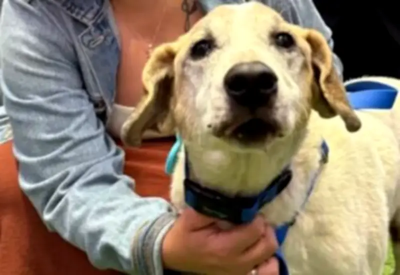 Perro mayor Masmelo encuentra hogar en emotiva jornada de adopción