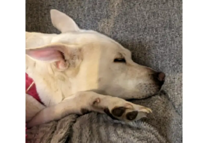 Perro sobrevive a intoxicación por veneno para ratas gracias a tratamiento veterinario urgente