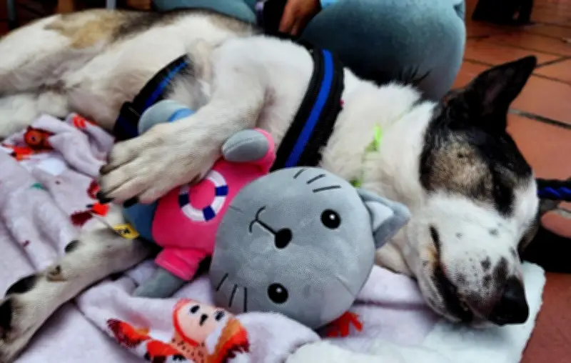 Pirata Patria: El perro rescatado que perdió un ojo y encontró un hogar en Bogotá