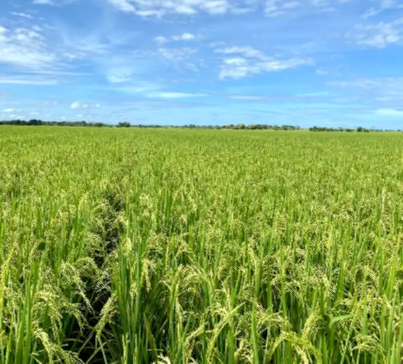 Planta secadora de arroz, el sueño de productores de San Pablo en Montes de María