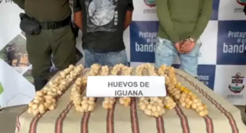 Policía captura a 12 personas y rescata cientos de animales en operativos contra tráfico de fauna en Bolívar