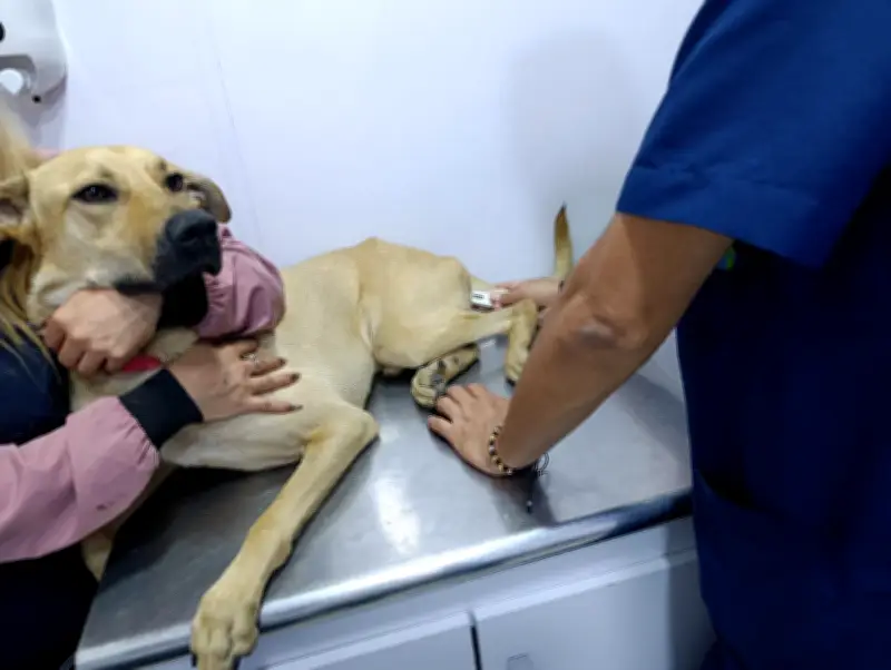 Pony, perro rescatado de la calle, necesita ayuda para tratar secuelas neurológicas
