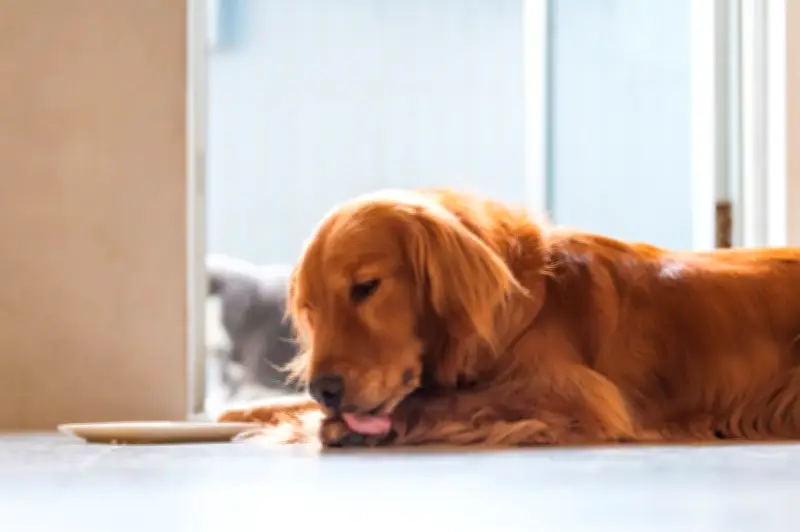 Por qué tu perro se lame las patas: 5 causas y qué hacer