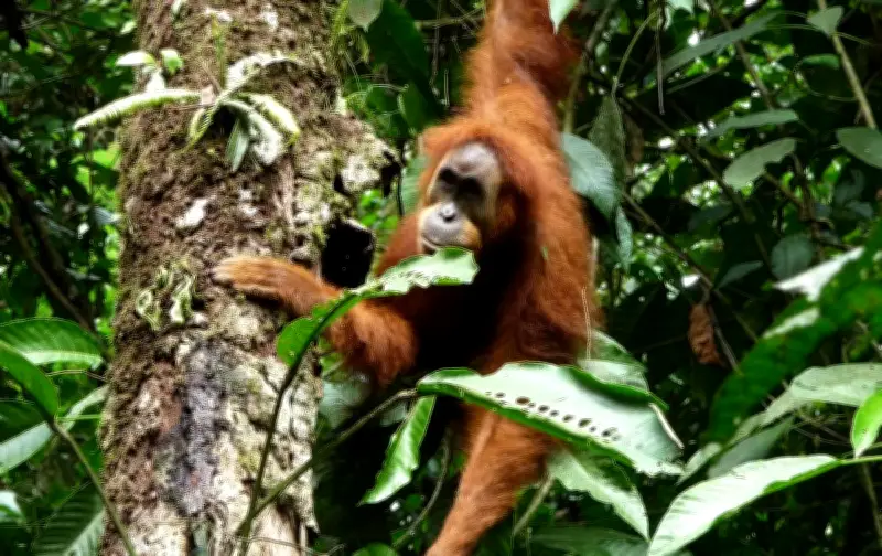 Primer avistamiento de un orangután usando un puente colgante en Sumatra