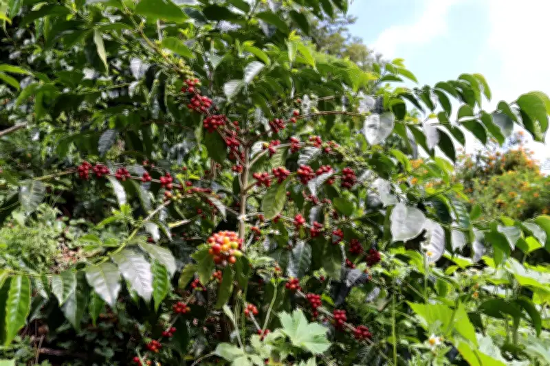 Producción de café en Colombia cae 29% en marzo por impacto climático