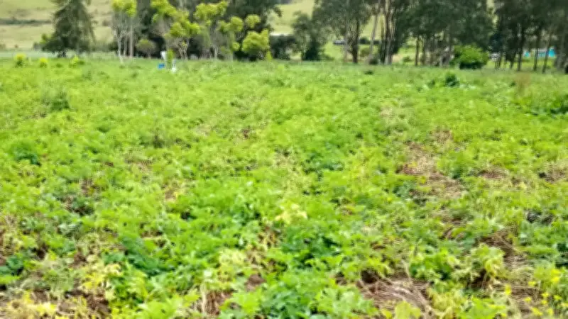 Programa ABRIGUE transforma economías rurales con ciencia y sostenibilidad en Colombia
