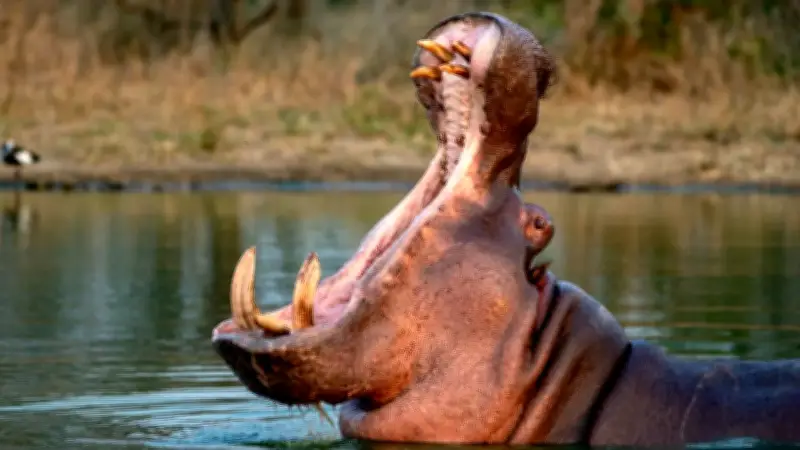 Protocolos estrictos para disposición de cuerpos de hipopótamos tras eutanasia en Colombia