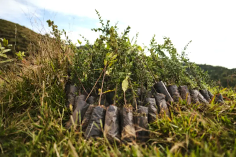 Proyecto Sembrando Futuro 2.0 recibe calificación 'A' por su impacto en carbono