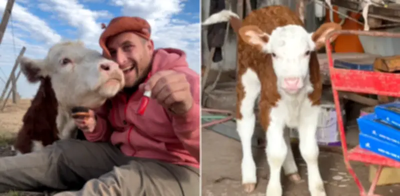 Raquel, el ternero abandonado que lucha por vivir gracias a cuidados veterinarios intensivos