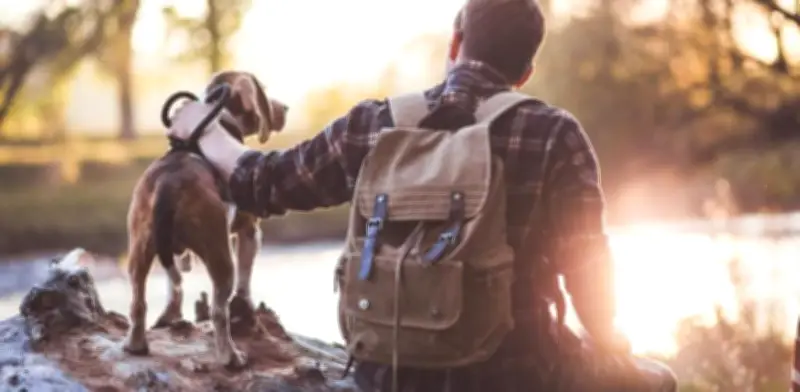 Razas de perros tranquilos ideales para espacios reducidos en Colombia