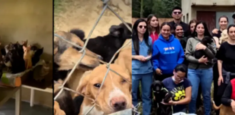 Rescatan 104 perros y gatos en condiciones críticas en Boyacá: vivían hacinados en una sola vivienda