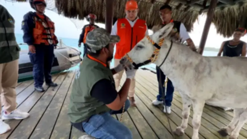 Rescatan a burro maltratado en Isla Grande: vivía en total abandono