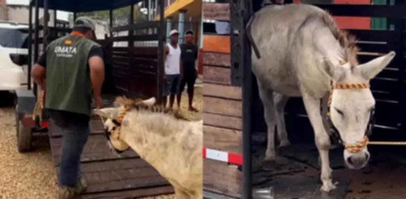 Rescatan burro maltratado en isla de Cartagena: lo usaban como blanco para prácticas de tiro