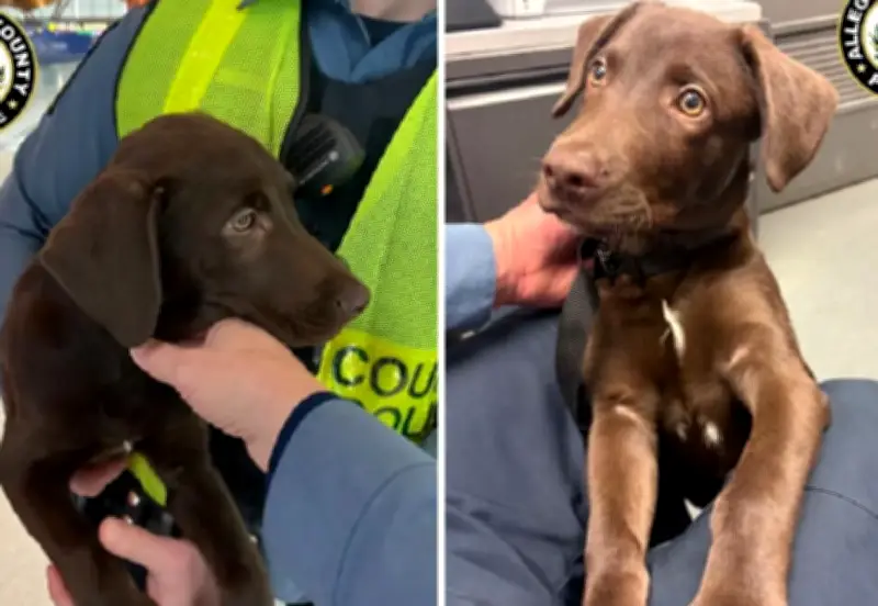 Rescatan cachorro labrador abandonado en aeropuerto de Pittsburgh; dueño enfrenta cargos