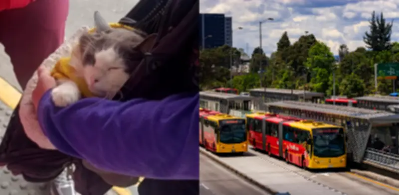 Rescatan gatito usado para mendicidad en TransMilenio: lo transportaban en maleta por horas