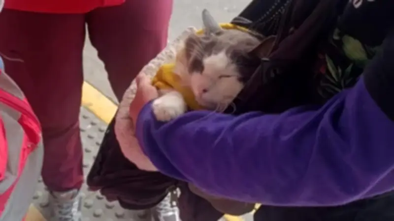 Rescatan gato en Transmilenio usado para mendicidad: así puede denunciar maltrato animal