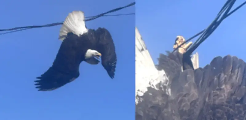 Rescate de águilas atrapadas en cables eléctricos expone riesgos para fauna silvestre