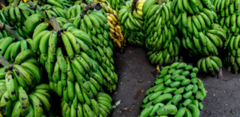 Revaluación del peso colombiano amenaza competitividad del sector bananero exportador