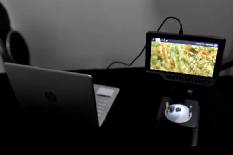 Riesgos de consultar a la IA sobre salud mental y drogas