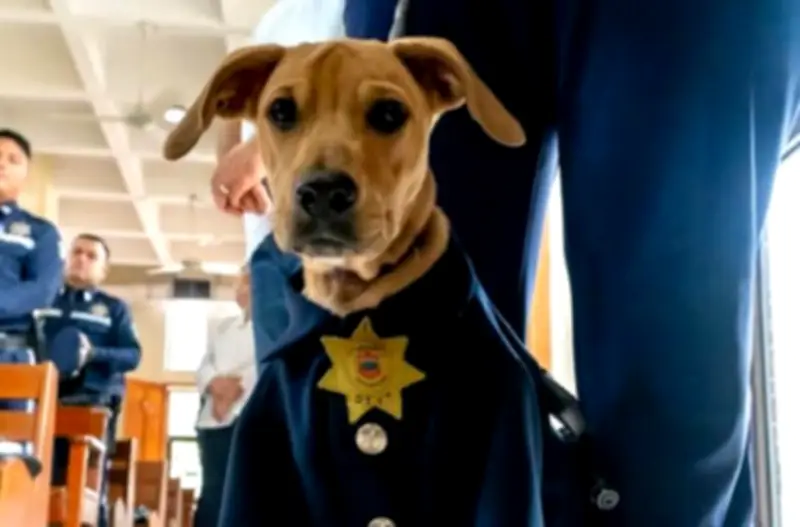 Rigoberto 'K-torce': De perro callejero a símbolo de resiliencia en la policía vial de Tampico