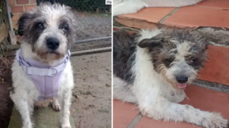 Roban a Sky, perrita con cáncer en tratamiento, en el centro de Medellín