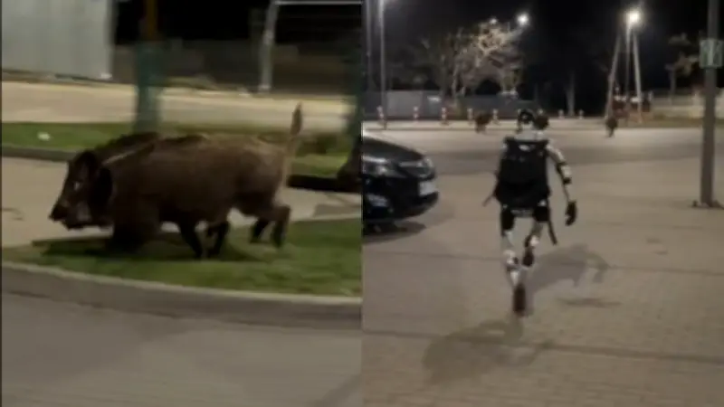 Robot humanoide persigue jabalíes en Varsovia y causa revuelo en redes sociales