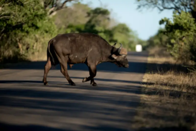 Rutas Vivas: Estrategia nacional para proteger personas y fauna silvestre en las carreteras colombianas