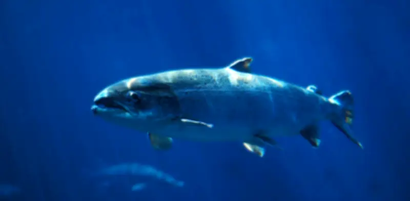 Salmones expuestos a cocaína nadan el doble de distancia: estudio revela impacto de fármacos en fauna acuática