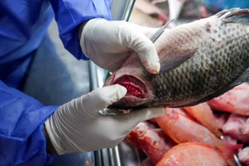 Secretaría de Salud de Bogotá intensifica controles de pescado durante Semana Santa