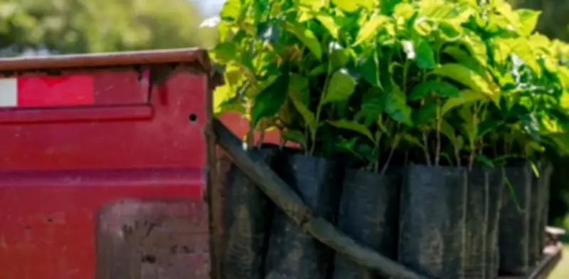 Starbucks entrega 5.000 árboles a caficultores del Huila para impulsar sostenibilidad cafetera