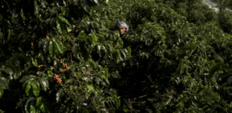 Starbucks supera los 100 millones de árboles de café donados a agricultores para combatir el cambio climático