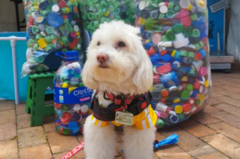 Tapatón en Bogotá: Recolección de tapas plásticas para ayudar a animales vulnerables