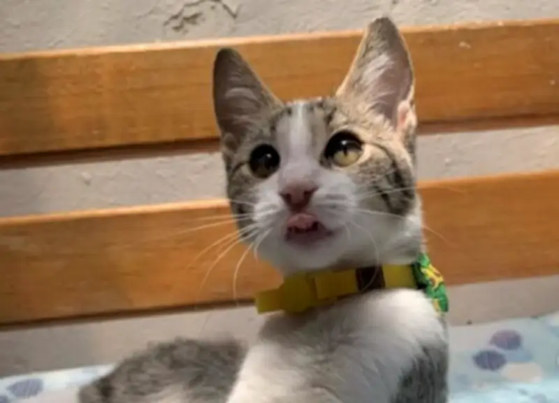 Tatuajes solidarios financiarán esterilización de más de 1.000 animales en Córdoba