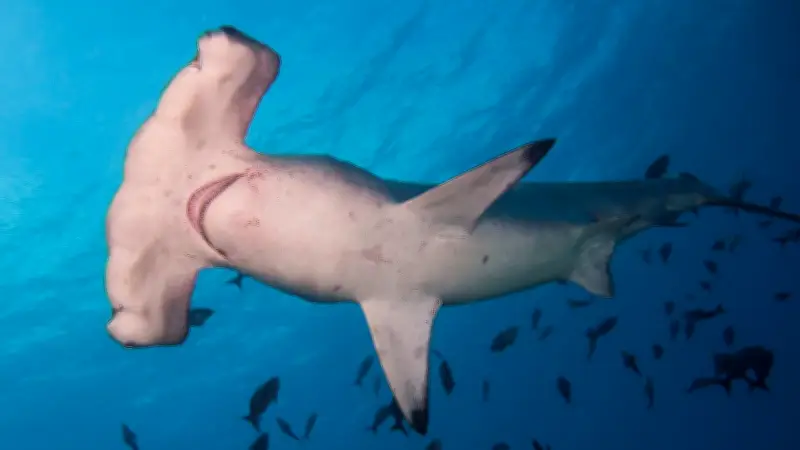 Tiburón martillo común de Colombia incluido en listas de protección global en COP15