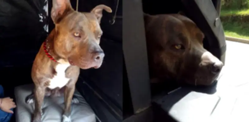 Toby, el perro sobreviviente del atentado en la vía Panamericana, símbolo de paz