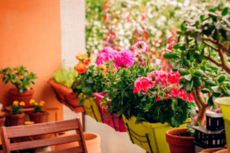 Transforma tu balcón con plantas: guía esencial para un jardín urbano exitoso
