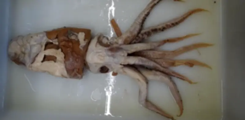 Tras 70 años, el 'calamar del Poseidón' hallado en una ballena es una nueva especie marina