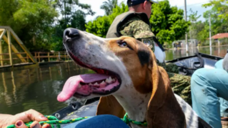 UNGRD crea comisión técnica para proteger animales en emergencias en Colombia