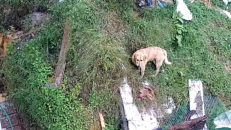 Venganza por huevos: perro asesinado y dos desaparecidos en El Carmen de Viboral