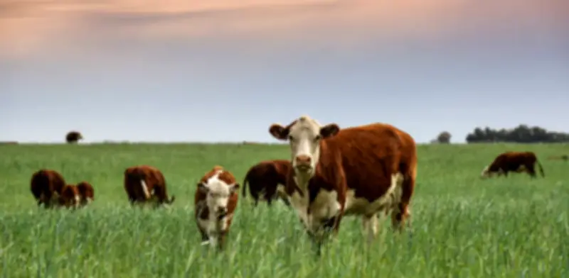 Veterinaria revela cómo perciben las vacas su entorno y cómo mejorar su bienestar