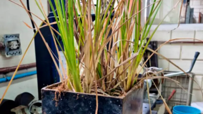 Vetiver: la planta milagrosa que combate la erosión y recupera suelos degradados